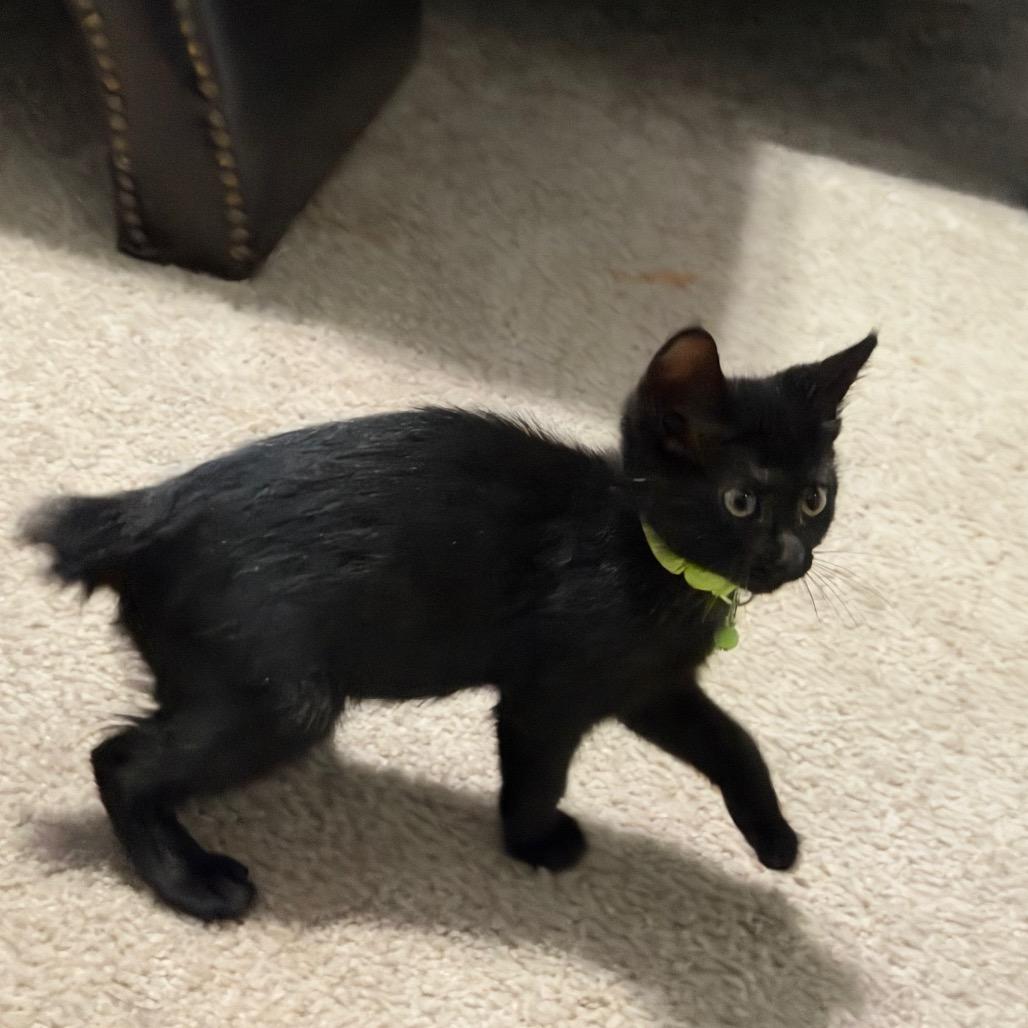Enlarge Ahsoka Denis-BD, a Adoptable mixed breed in Tallahassee, FL image 1/6