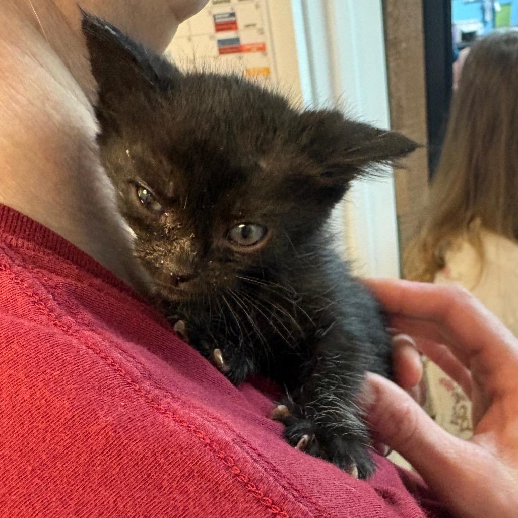 Ahsoka Denis-BD, Adoptable, Kitten Female Domestic Short Hair.