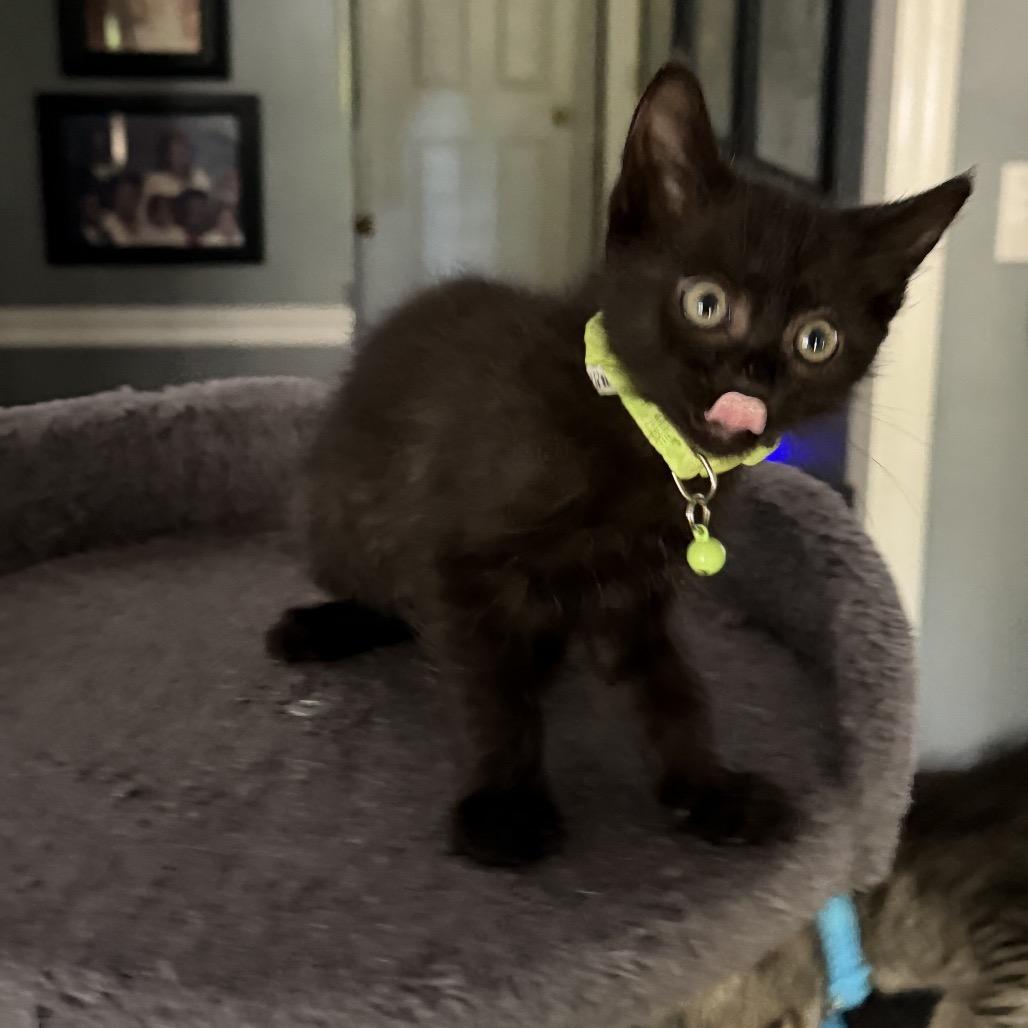 Ahsoka Denis-BD, a Adoptable Domestic Short Hair in Tallahassee, FL image 2/2