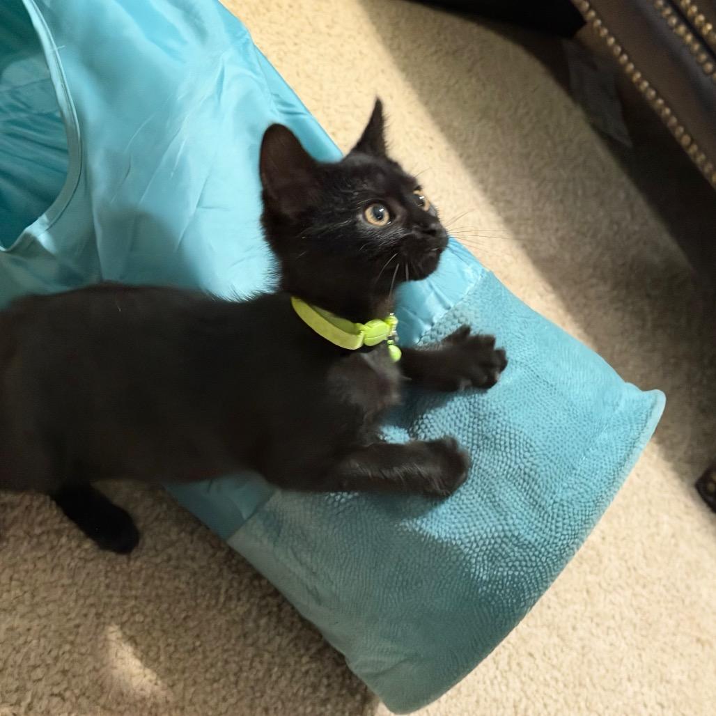 Enlarge Ahsoka Denis-BD, a Adoptable mixed breed in Tallahassee, FL image 4/6