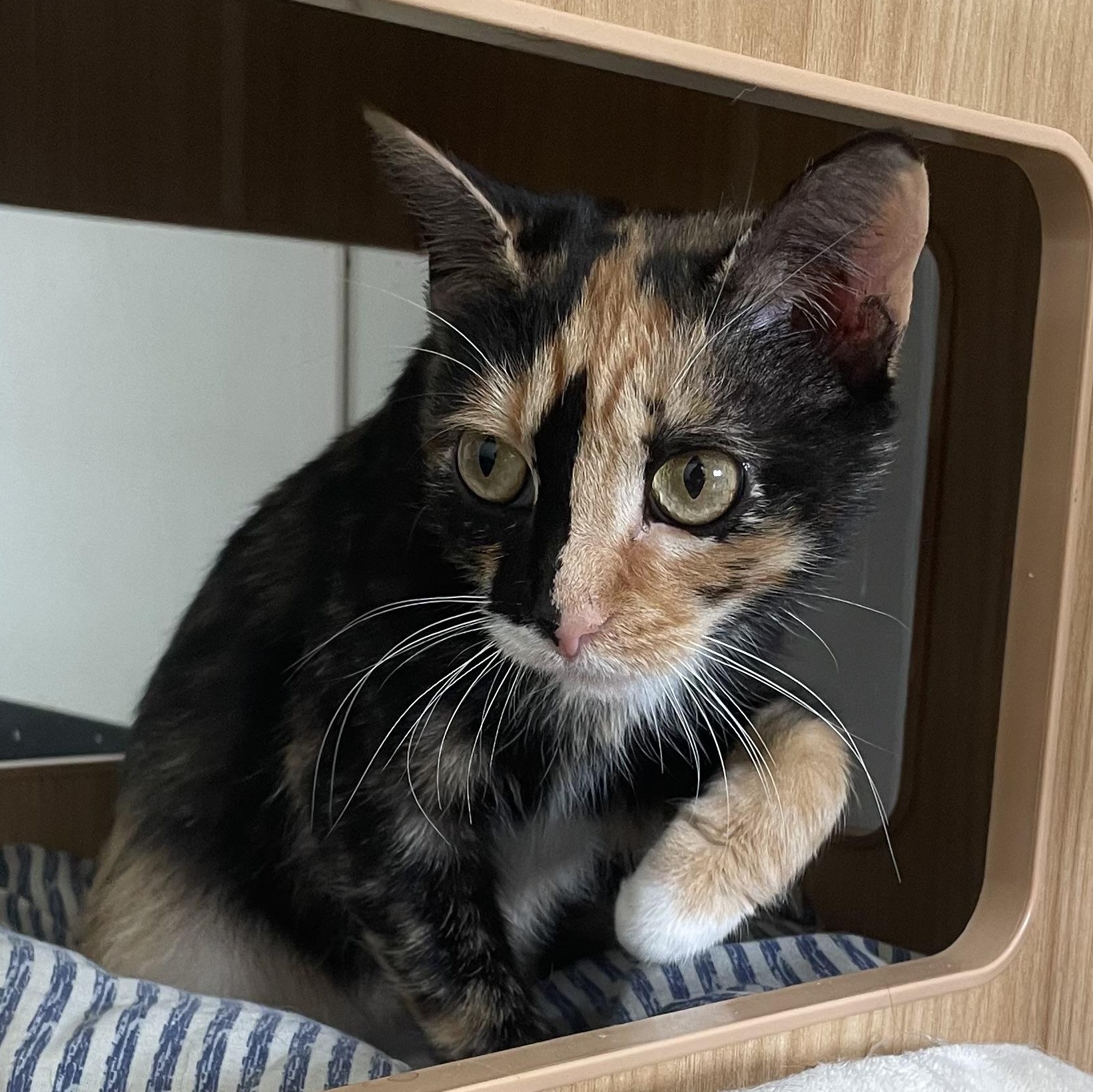 Enlarge Eula, an adopted Calico in McKenzie, TN image 1/2