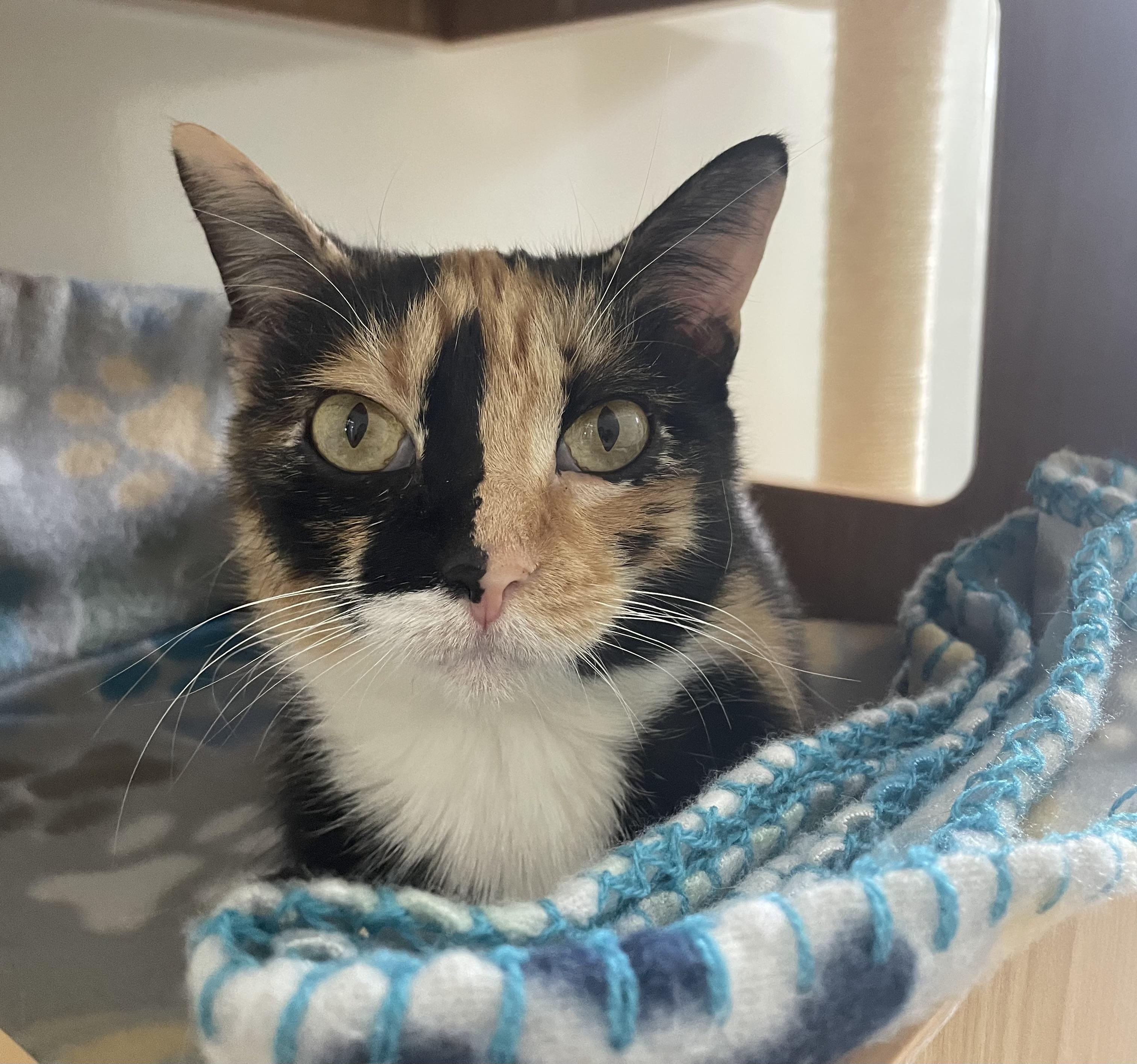 Enlarge Eula, an adopted Calico in McKenzie, TN image 2/2