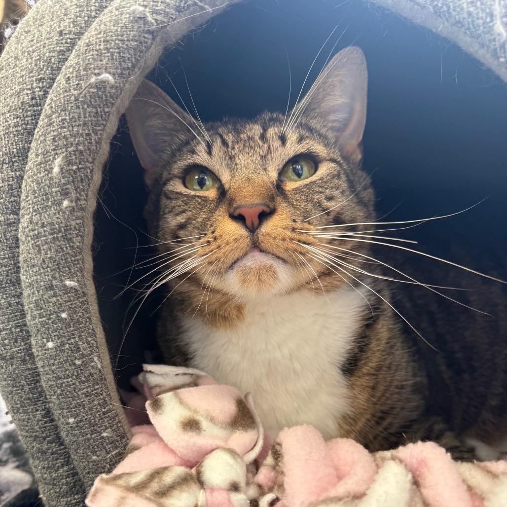 Enlarge Bailey, a Adoptable Domestic Short Hair in Birdsboro, PA image 1/3