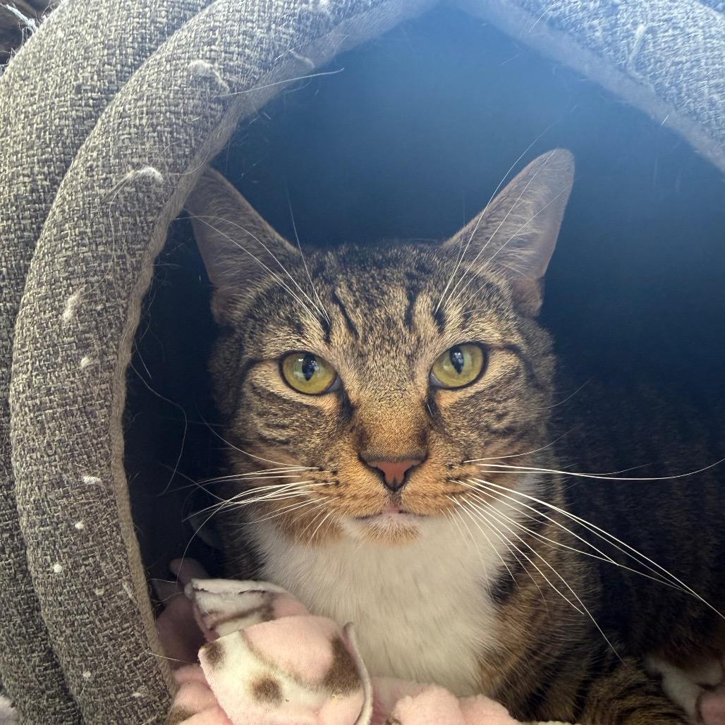 Enlarge Bailey, a Adoptable Domestic Short Hair in Birdsboro, PA image 2/3