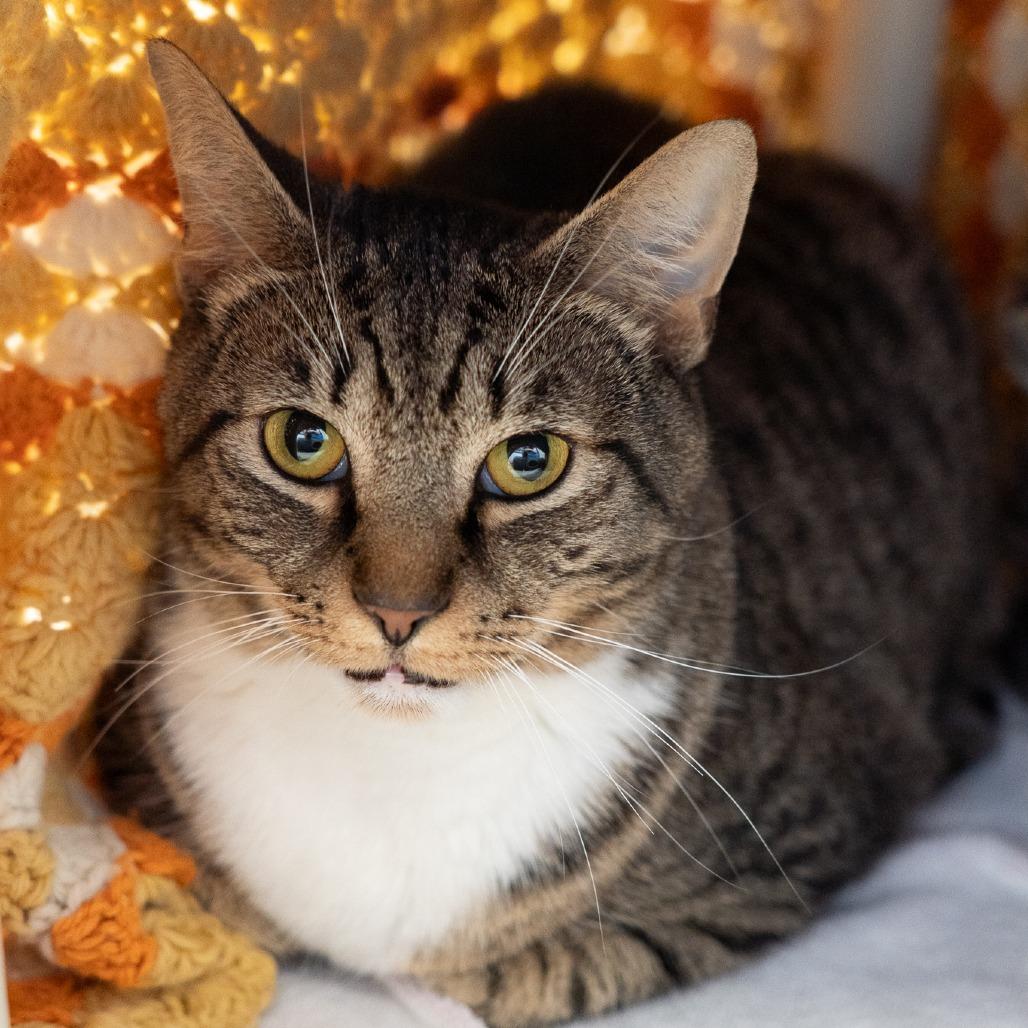 Enlarge Bailey, a Adoptable Domestic Short Hair in Birdsboro, PA image 3/3