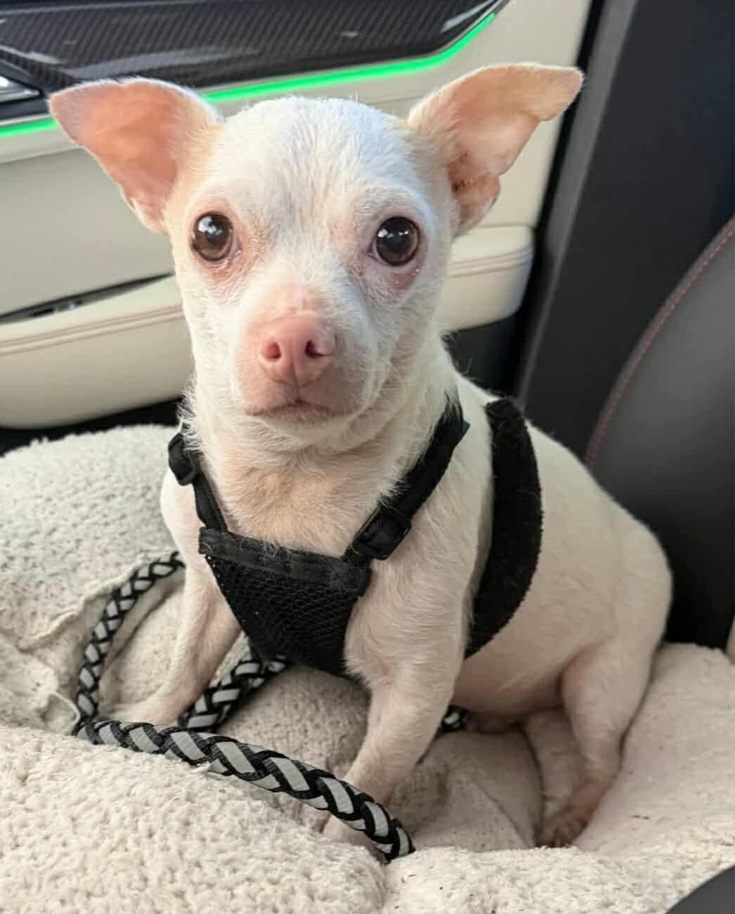 Spunky, a ADOPTABLE Chihuahua in Temple, TX image 1/6