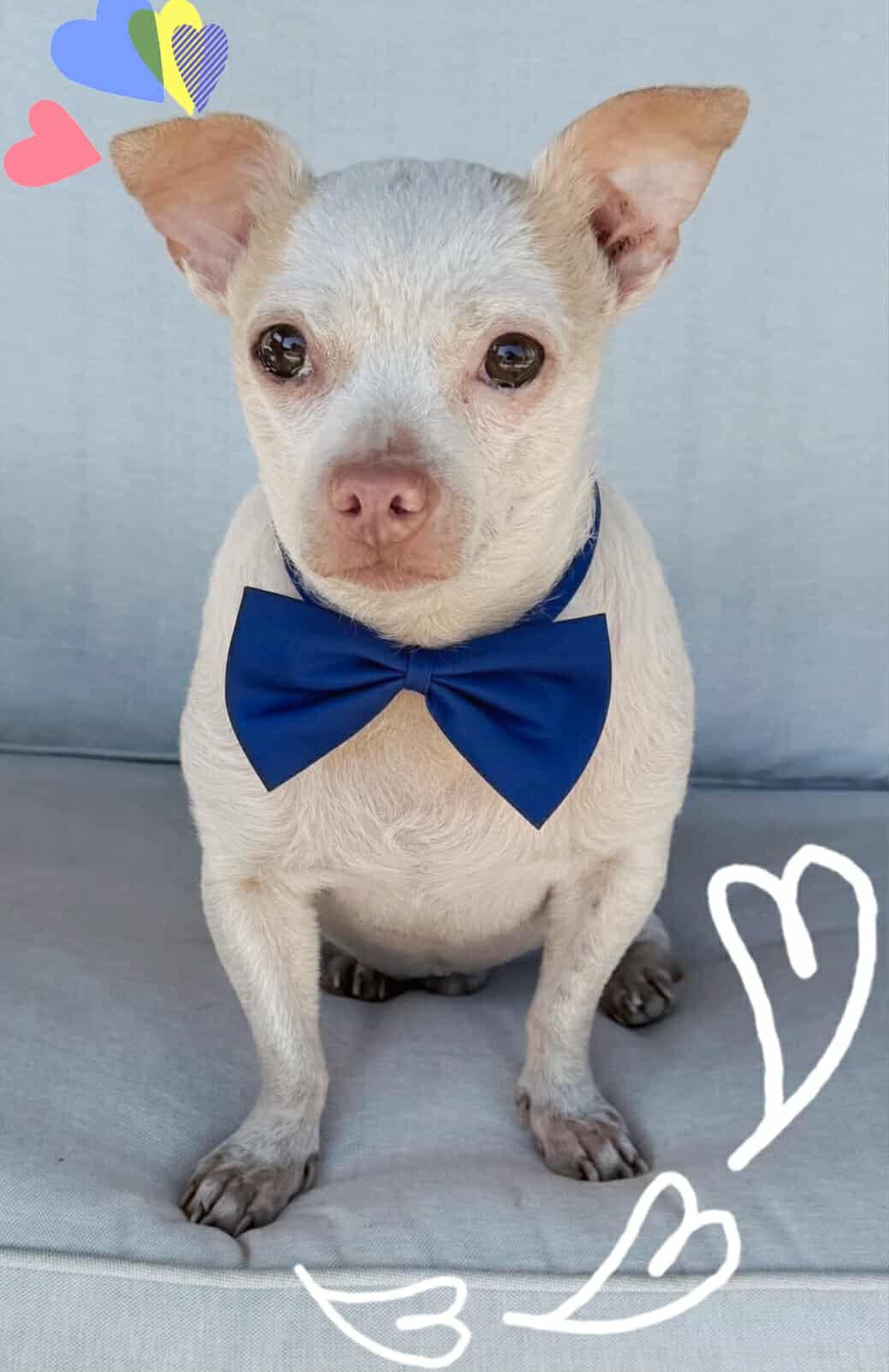 Spunky, ADOPTABLE, Senior Male Chihuahua.