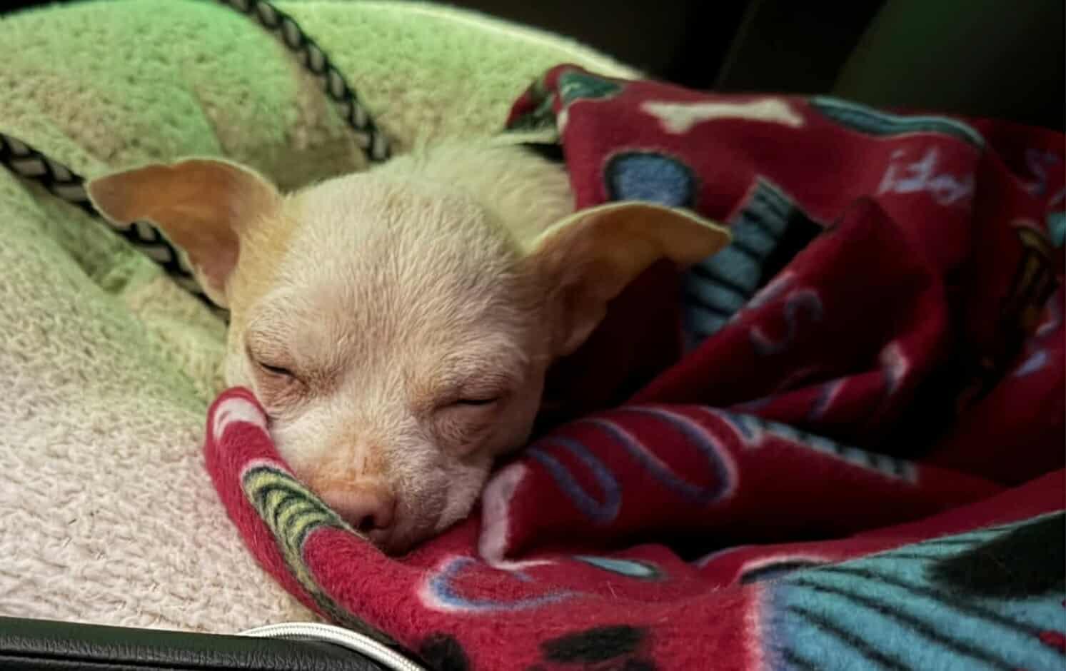 Spunky, a ADOPTABLE Chihuahua in Temple, TX image 3/6