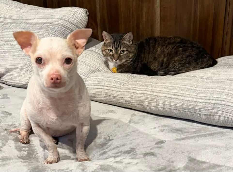 Spunky, a ADOPTABLE Chihuahua in Temple, TX image 4/6