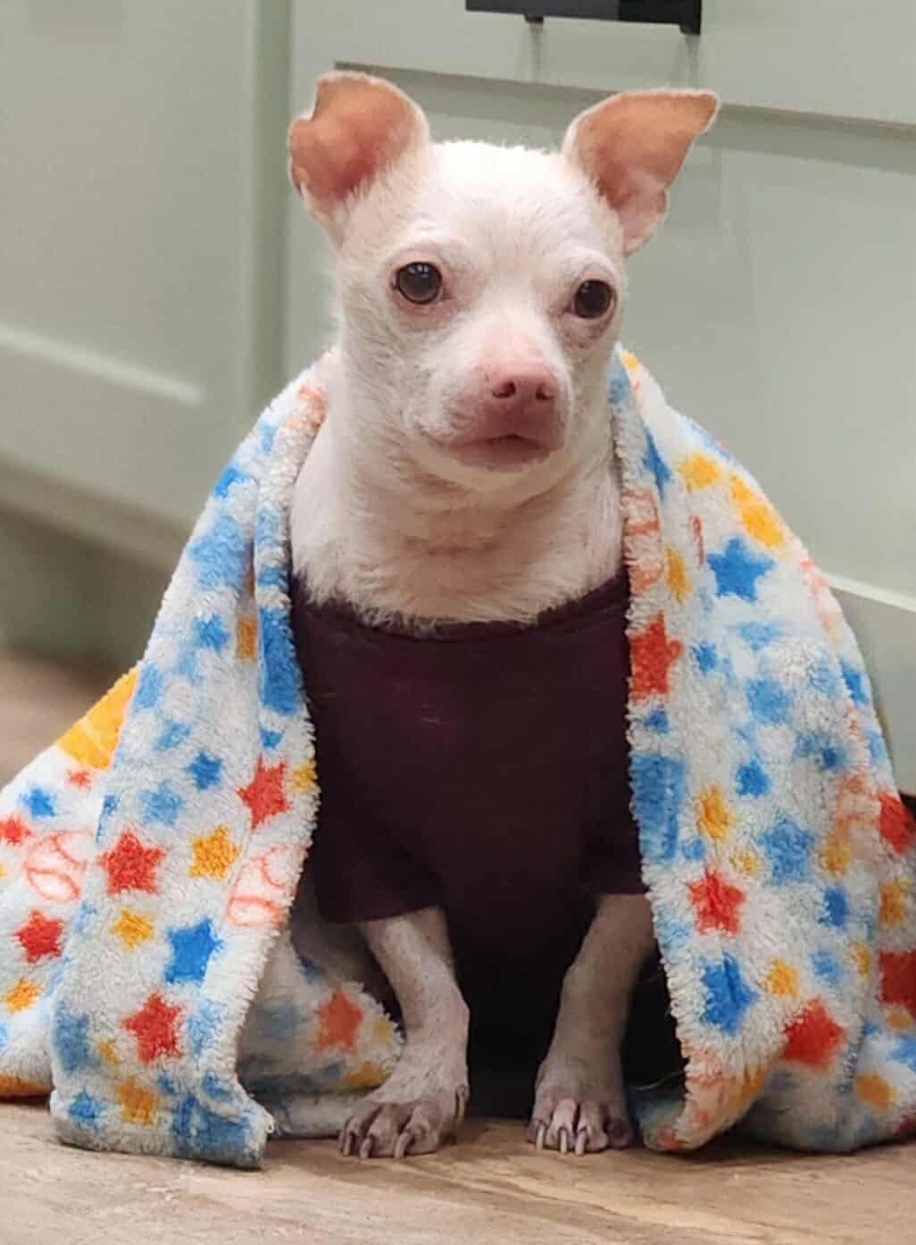 Spunky, a ADOPTABLE Chihuahua in Temple, TX image 5/6