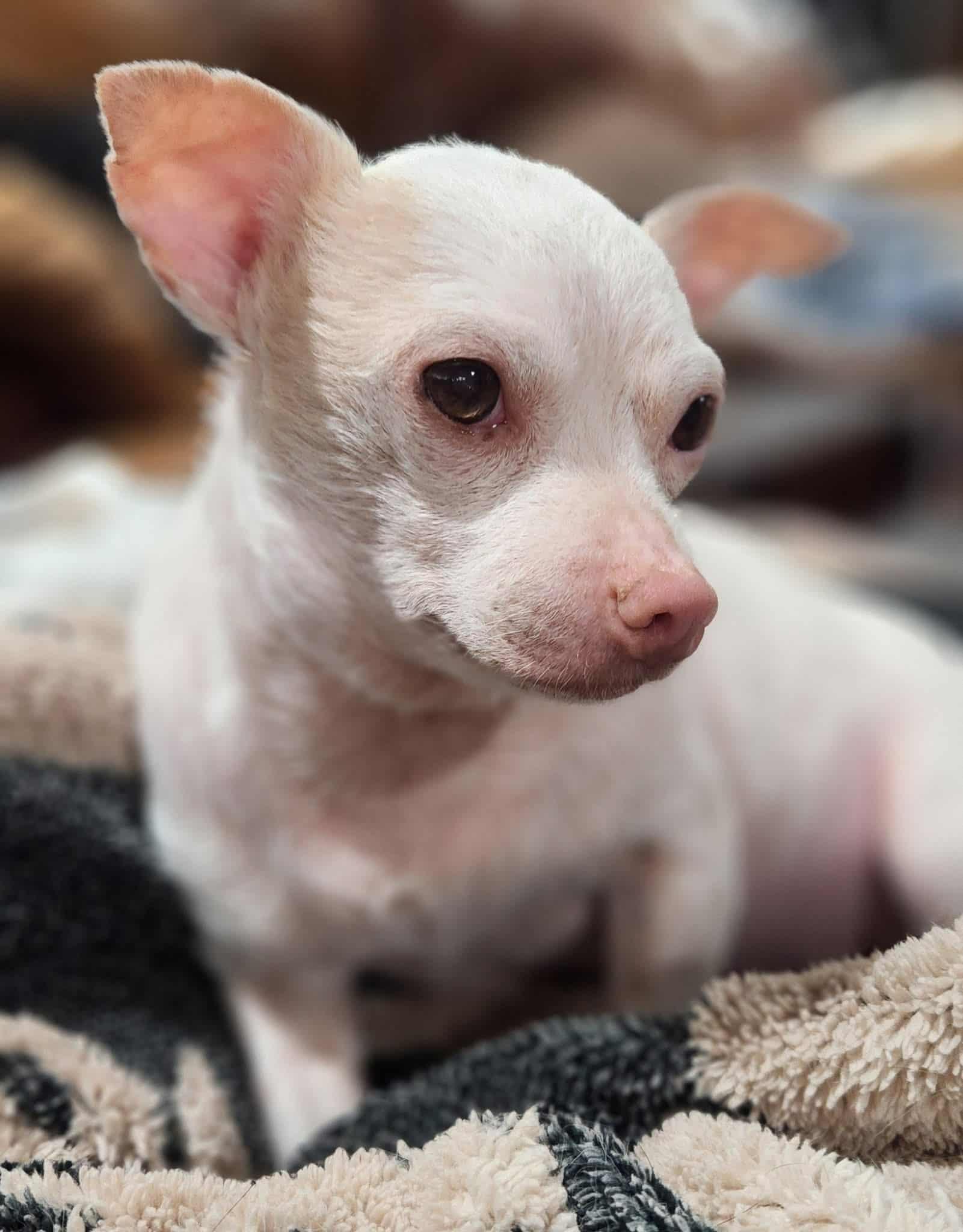 Spunky, a ADOPTABLE Chihuahua in Temple, TX image 6/6