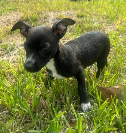 Gizmo, Adoptable, Puppy Male Chihuahua & Mixed Breed.