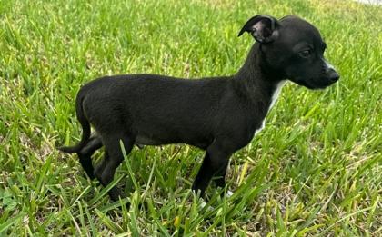 Gizmo, a Adoptable mixed breed in Cibolo, TX image 2/3