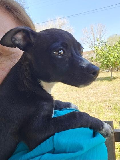 Gizmo, a Adoptable mixed breed in Cibolo, TX image 3/3