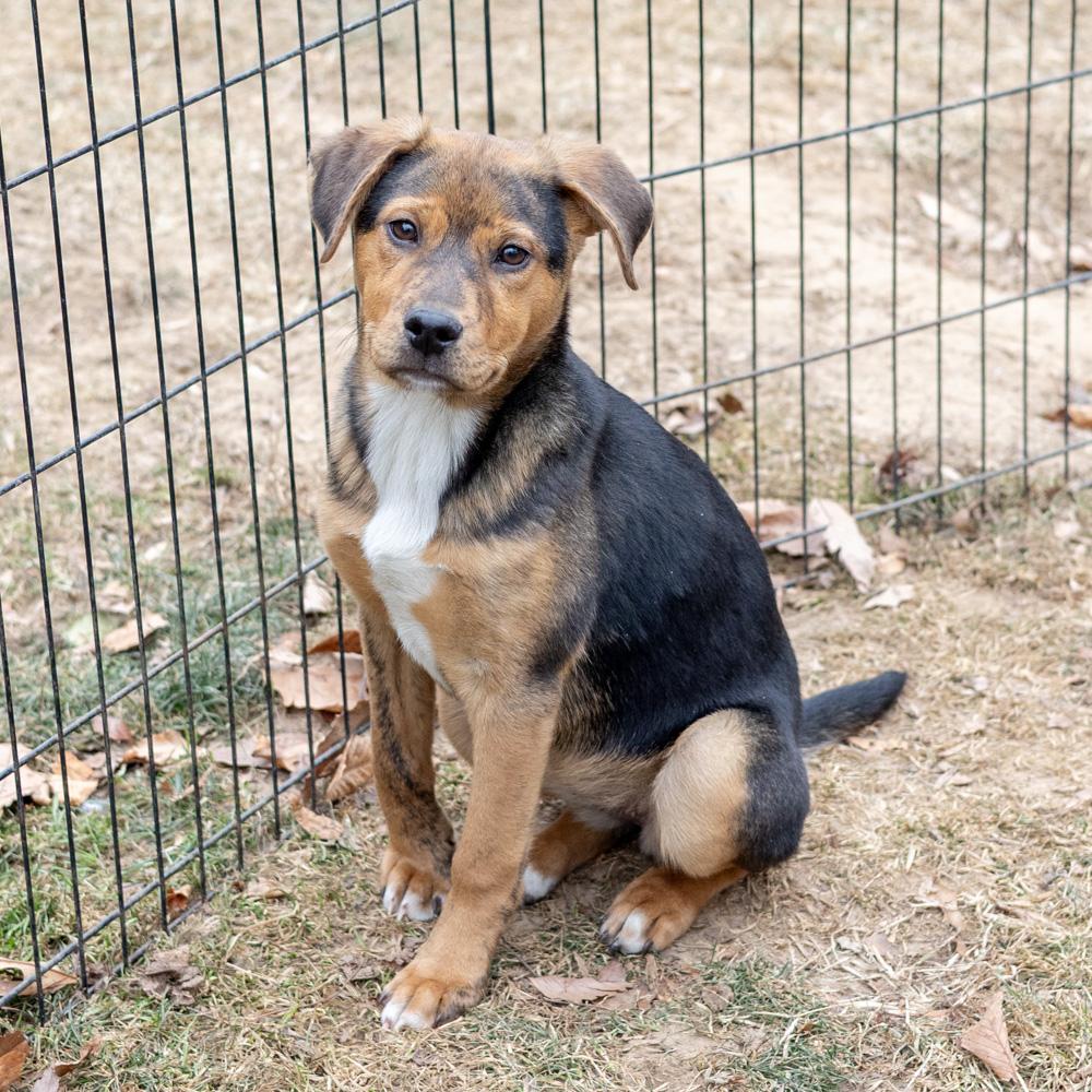 Enlarge Annabelle  (Female)  , an adopted mixed breed in West Grove, PA image 2/6
