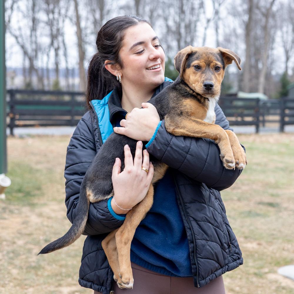Enlarge Annabelle  (Female)  , an adopted mixed breed in West Grove, PA image 4/6