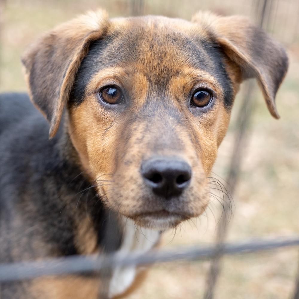 Enlarge Annabelle  (Female)  , an adopted mixed breed in West Grove, PA image 3/6