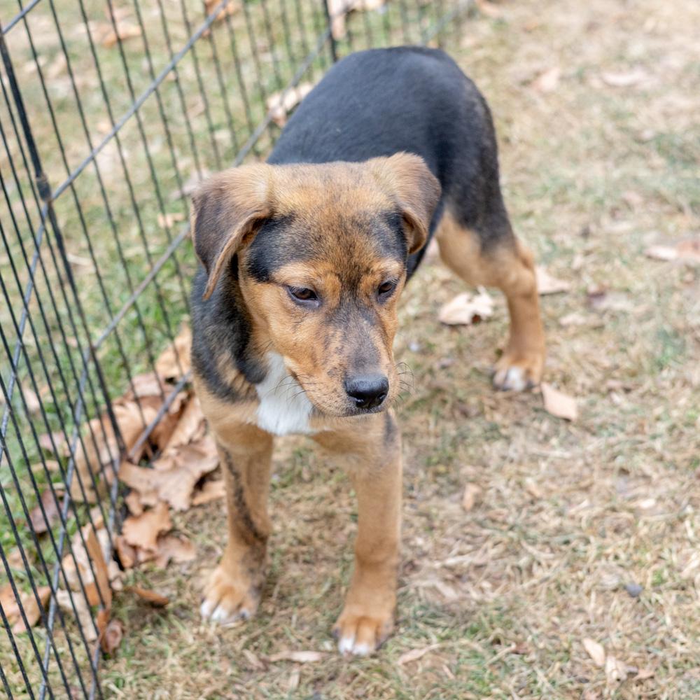 Enlarge Annabelle  (Female)  , an adopted mixed breed in West Grove, PA image 6/6