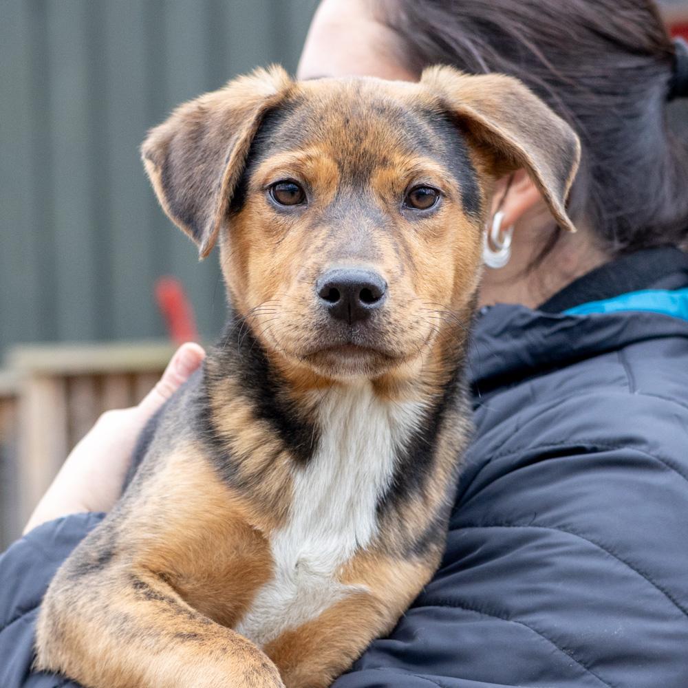 Enlarge Annabelle  (Female)  , an adopted mixed breed in West Grove, PA image 1/6