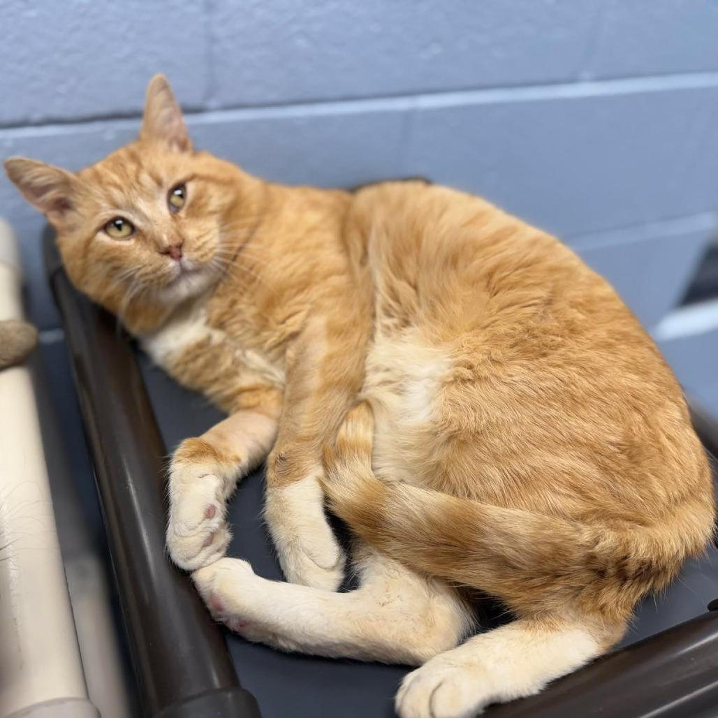 Rooster, Adoptable, Adult Male Domestic Short Hair.