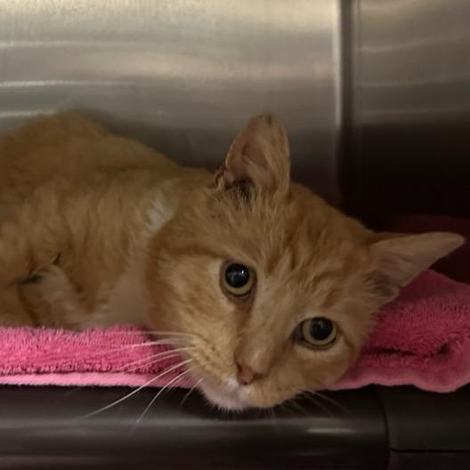 Enlarge Rooster, a Adoptable Domestic Short Hair in Martinsville, VA image 2/2