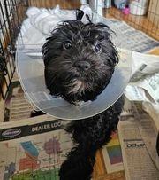 Winton, Adopted, Young Male Cavalier King Charles Spaniel & Poodle.