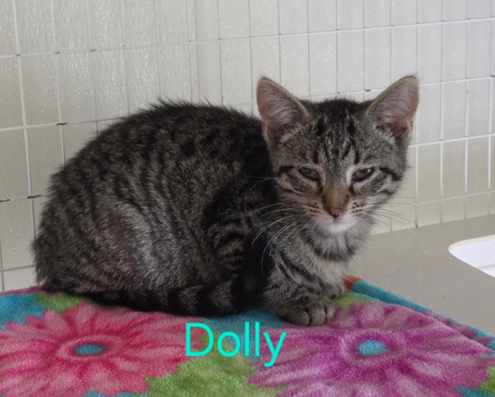 Dolly (Avaliable est 6/19/26), Adoptable, Young Female Domestic Short Hair & Tabby.