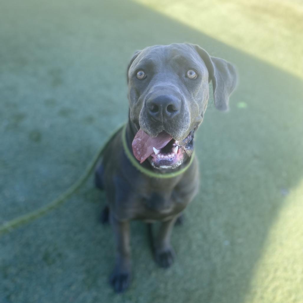 Enlarge Gia, a Adoptable mixed breed in Henderson, NV image 1/6