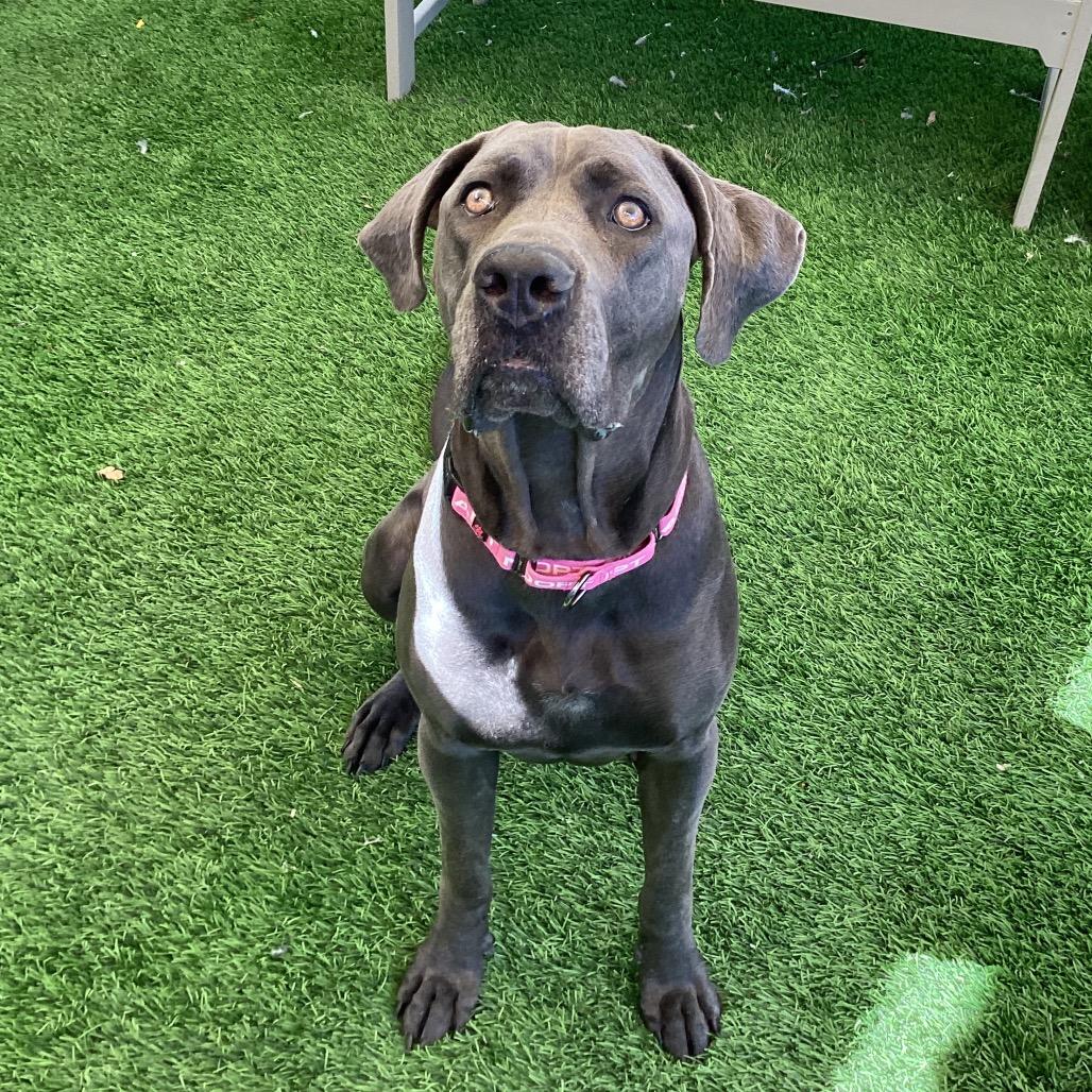 Enlarge Gia, a Adoptable mixed breed in Henderson, NV image 2/6