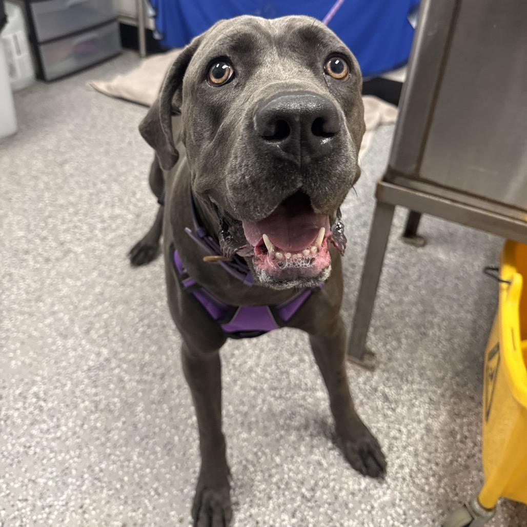Enlarge Gia, a Adoptable mixed breed in Henderson, NV image 3/6