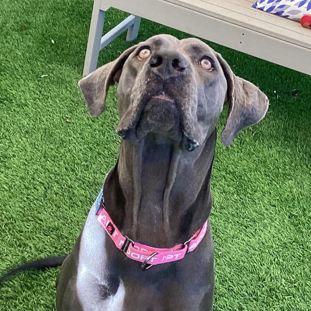 Enlarge Gia, a Adoptable mixed breed in Henderson, NV image 4/6
