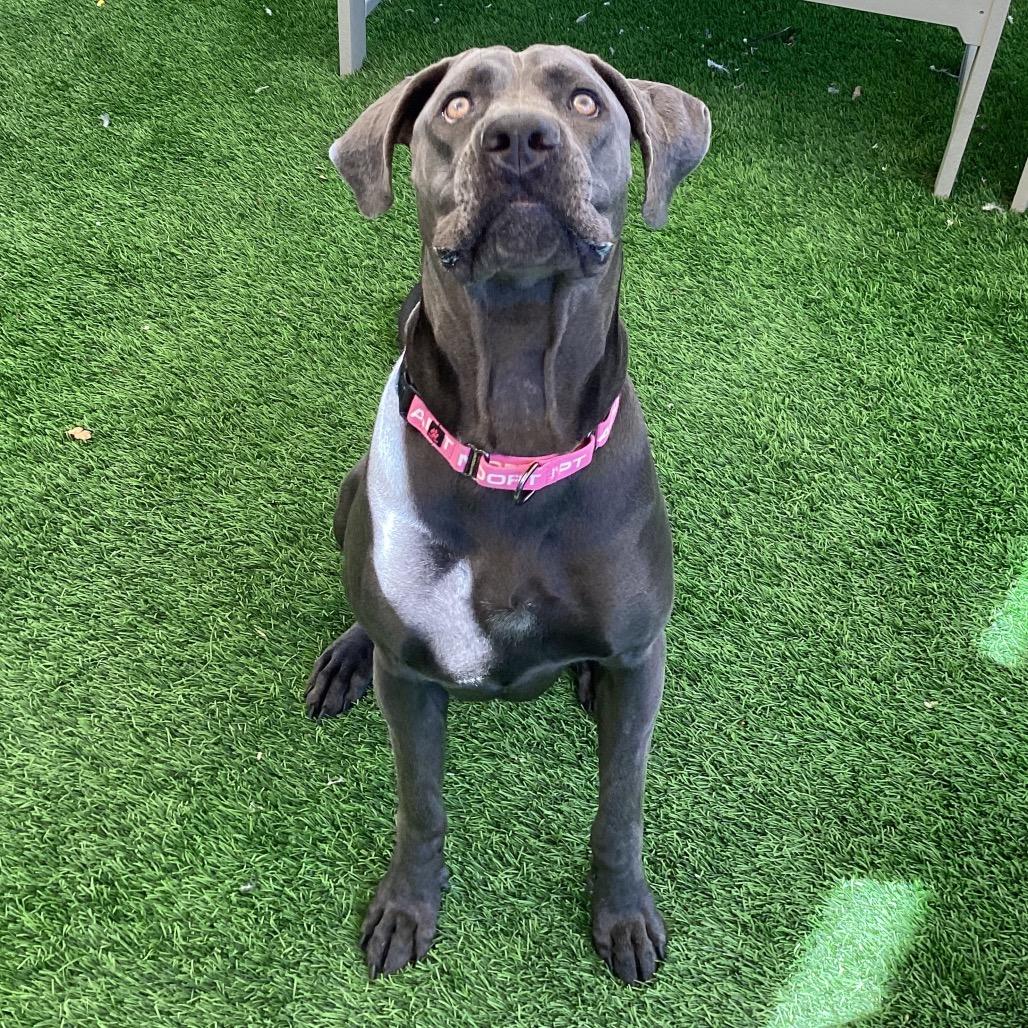 Enlarge Gia, a Adoptable mixed breed in Henderson, NV image 5/6