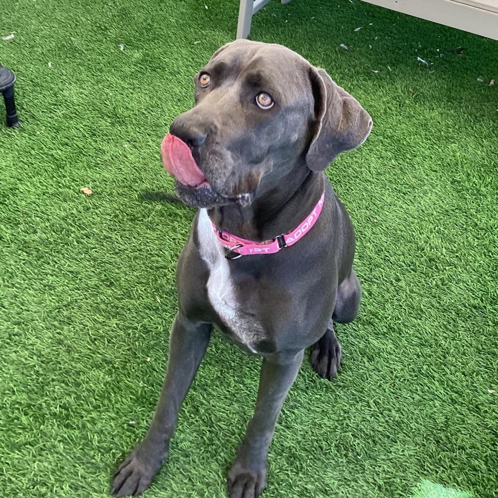 Enlarge Gia, a Adoptable mixed breed in Henderson, NV image 6/6