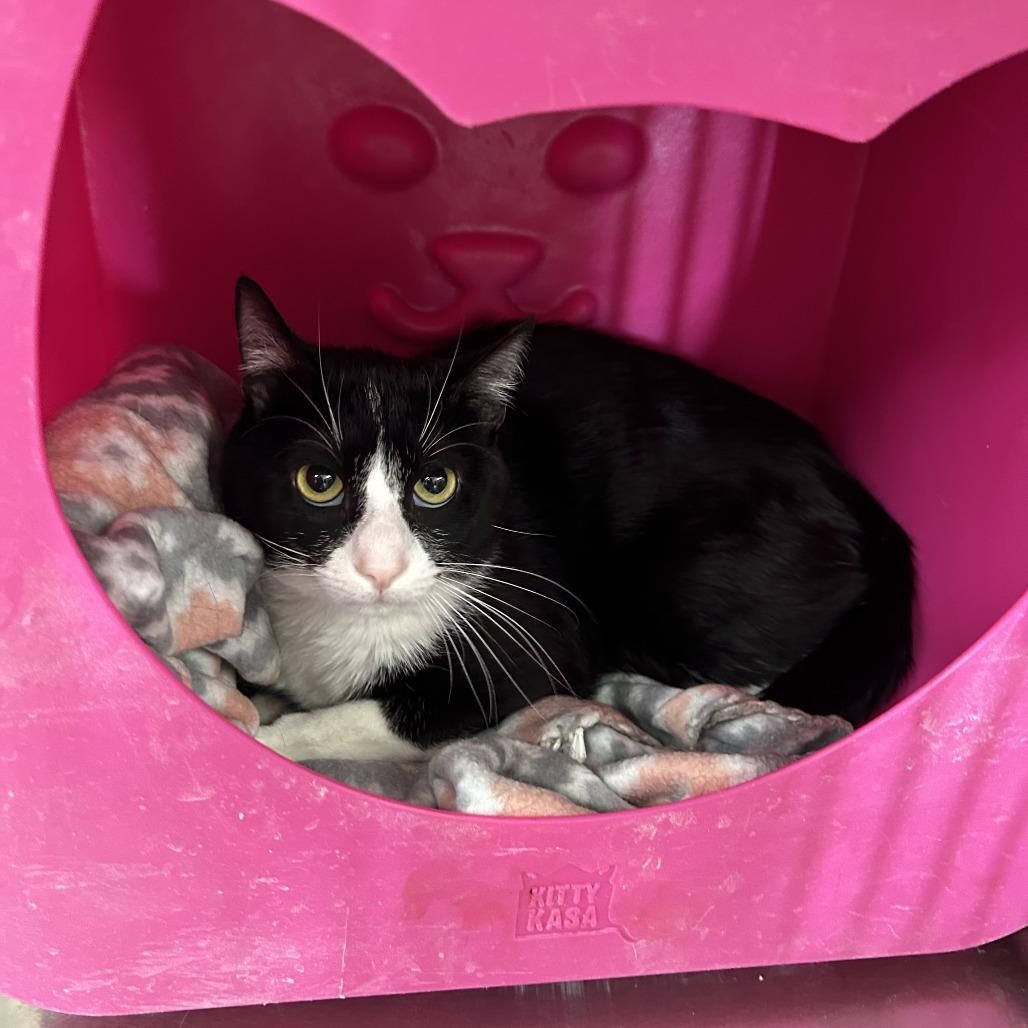Enlarge Oliver, a Adoptable Domestic Short Hair in Hannibal, MO image 2/2