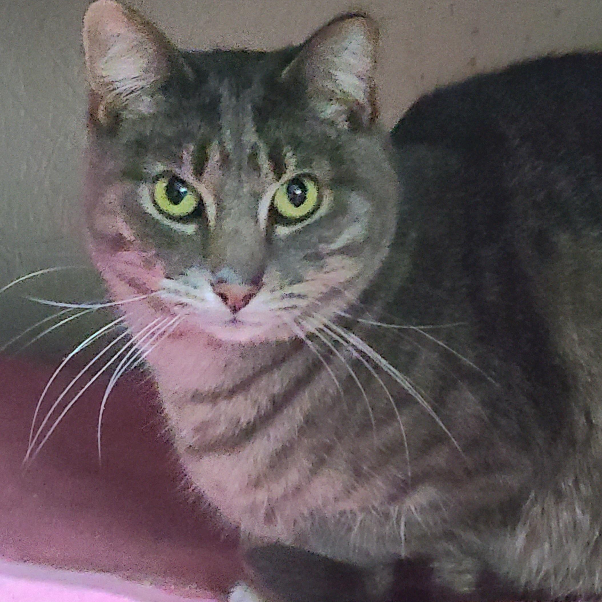 Enlarge BUBBLES, a ADOPTABLE Domestic Short Hair in Barron, WI image 1/1