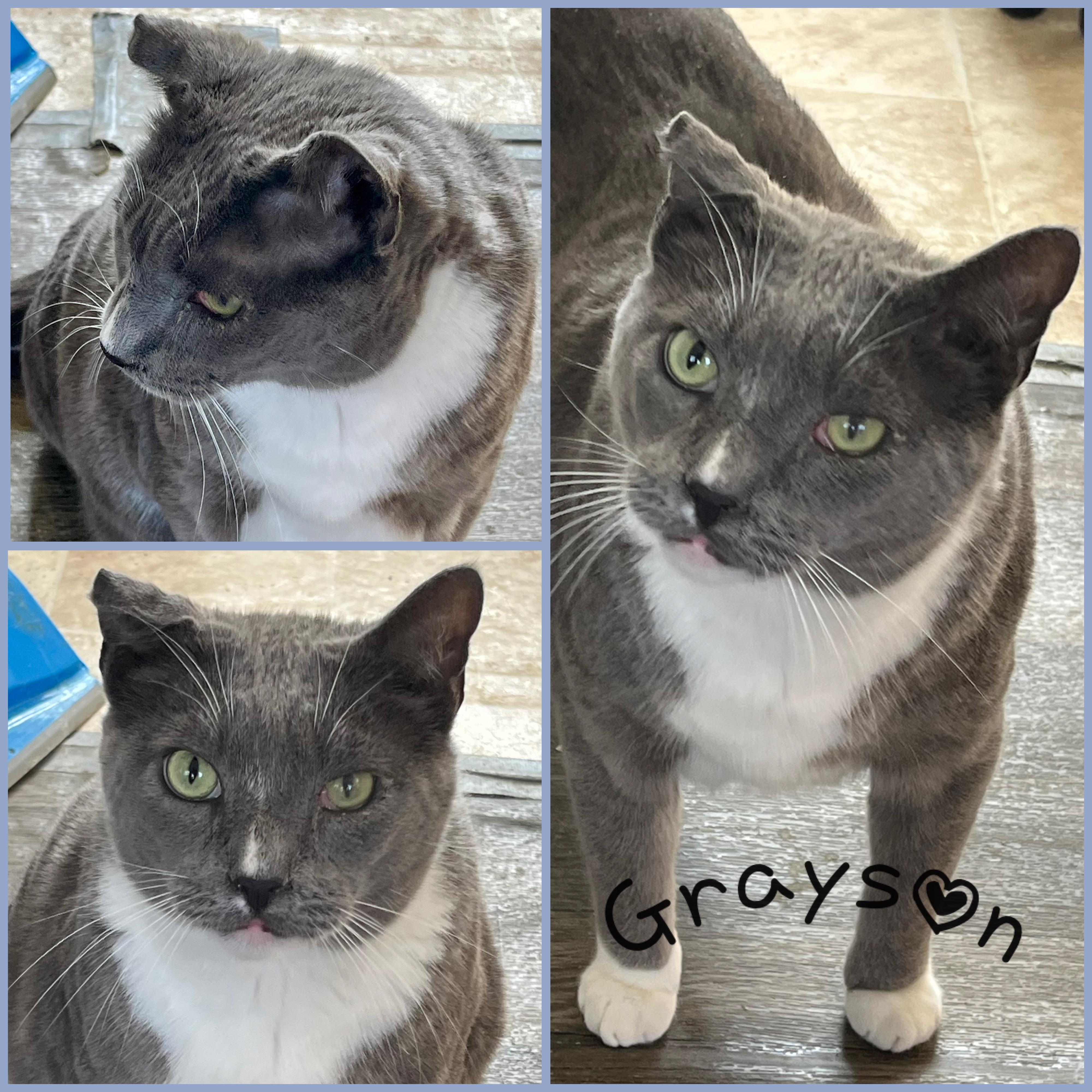 Enlarge Grayson, a Adoptable Domestic Short Hair in Winchester, VA image 1/1