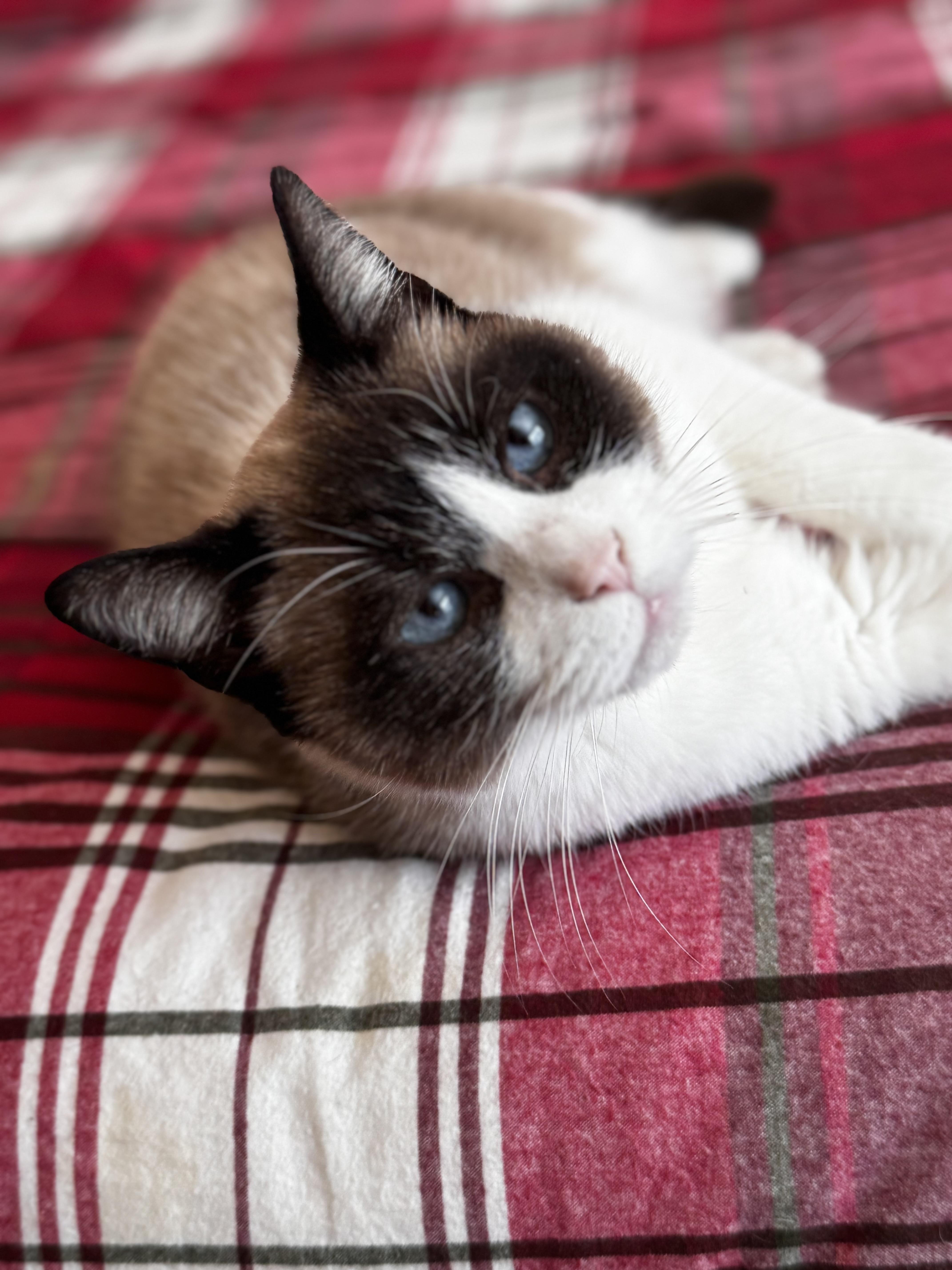 Bandit, a Adoptable Siamese in Greensboro, NC image 2/3