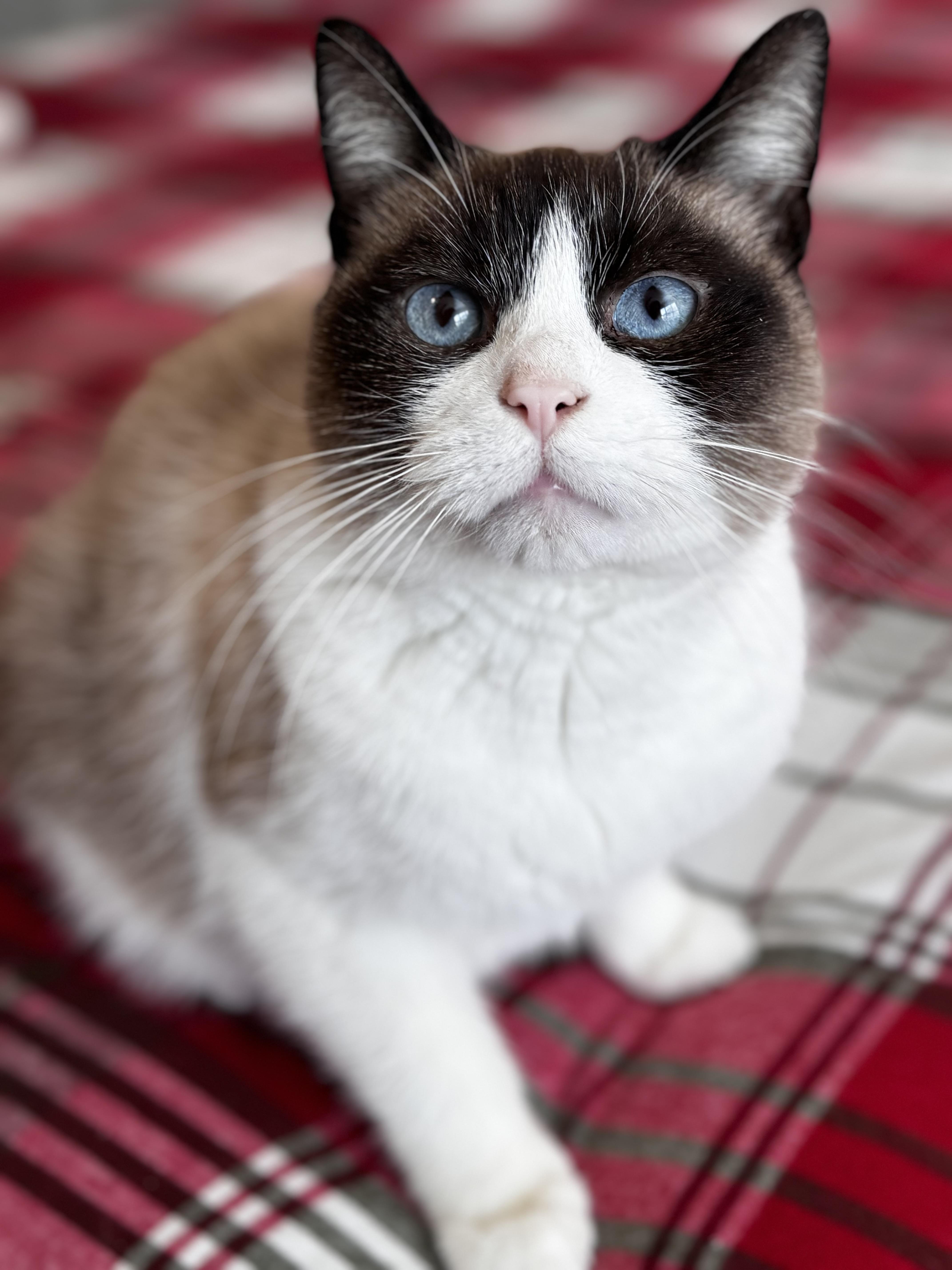 Bandit, a Adoptable Siamese in Greensboro, NC image 3/3