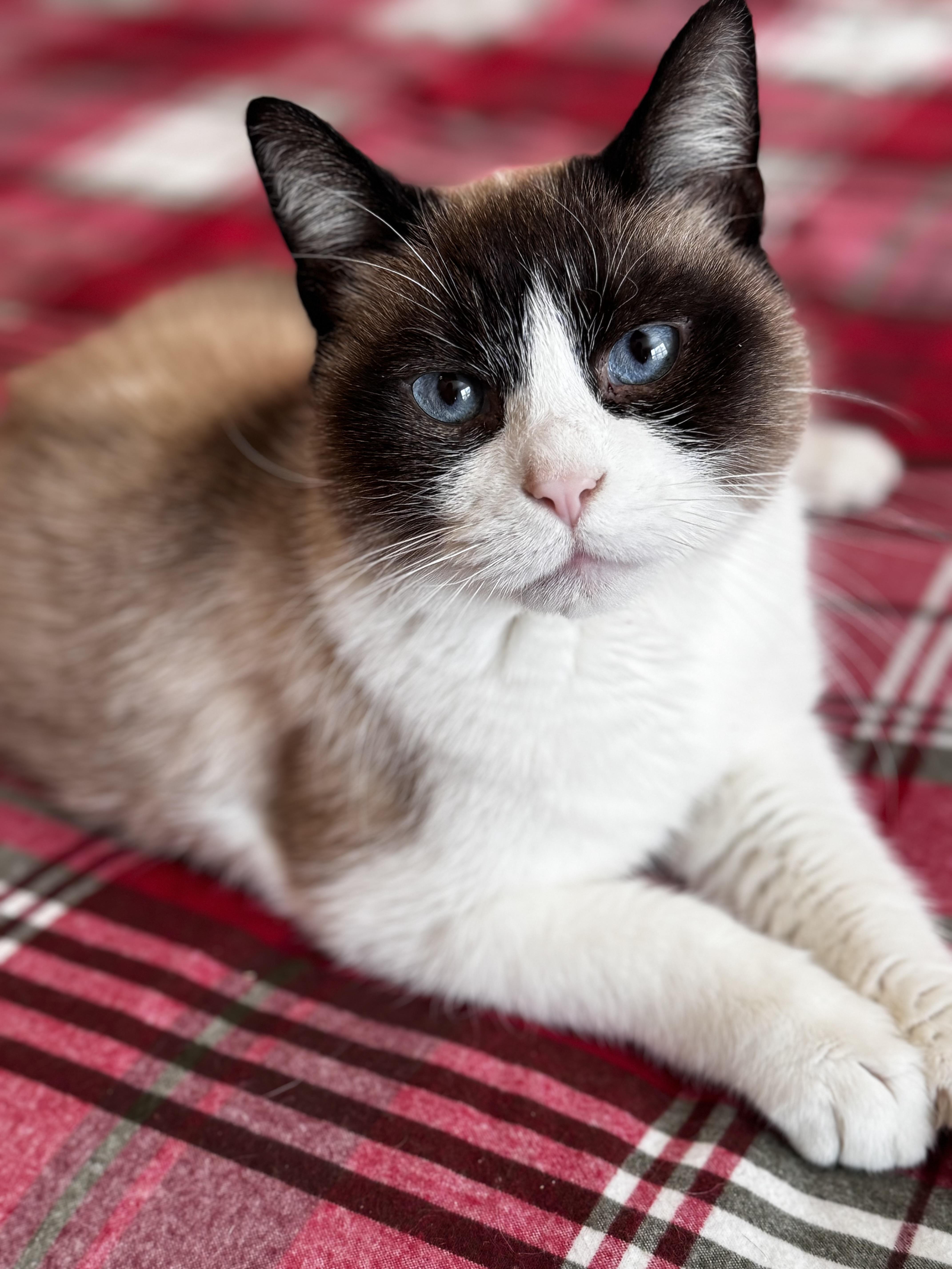 Bandit, Adoptable, Adult Male Siamese.