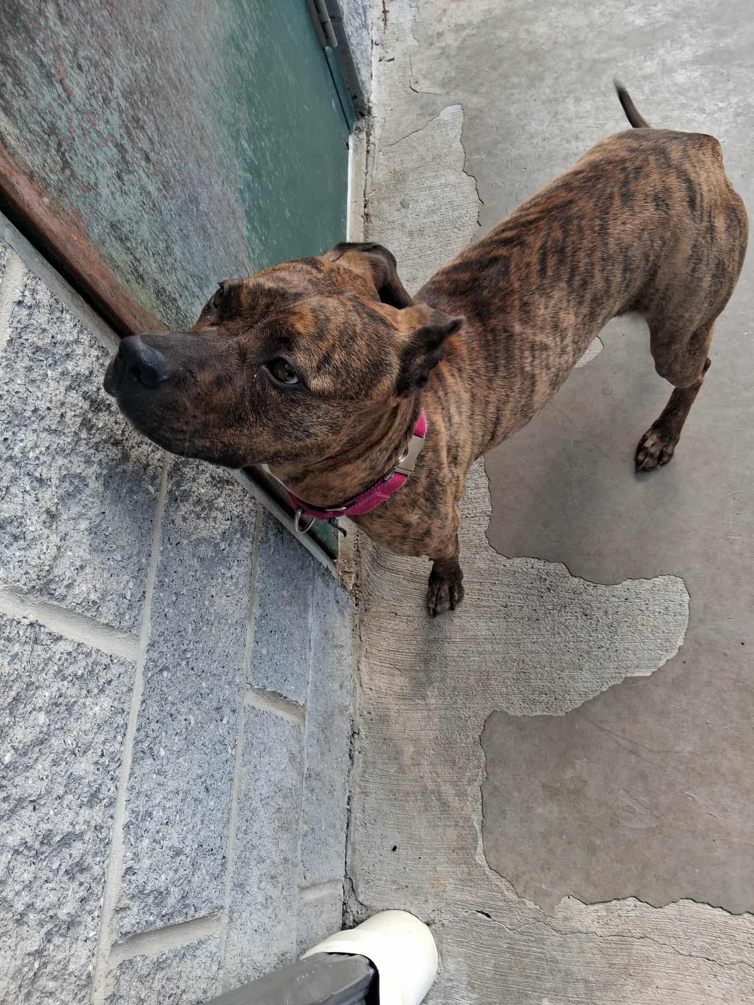 Enlarge Flower, a Adoptable Mixed Breed in Berryville, VA image 6/6