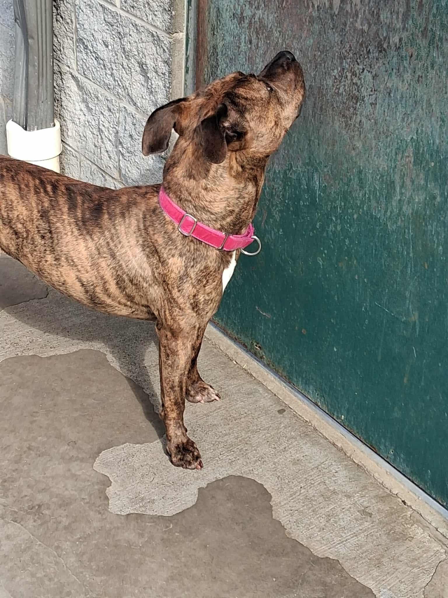 Enlarge Flower, a Adoptable Mixed Breed in Berryville, VA image 3/6