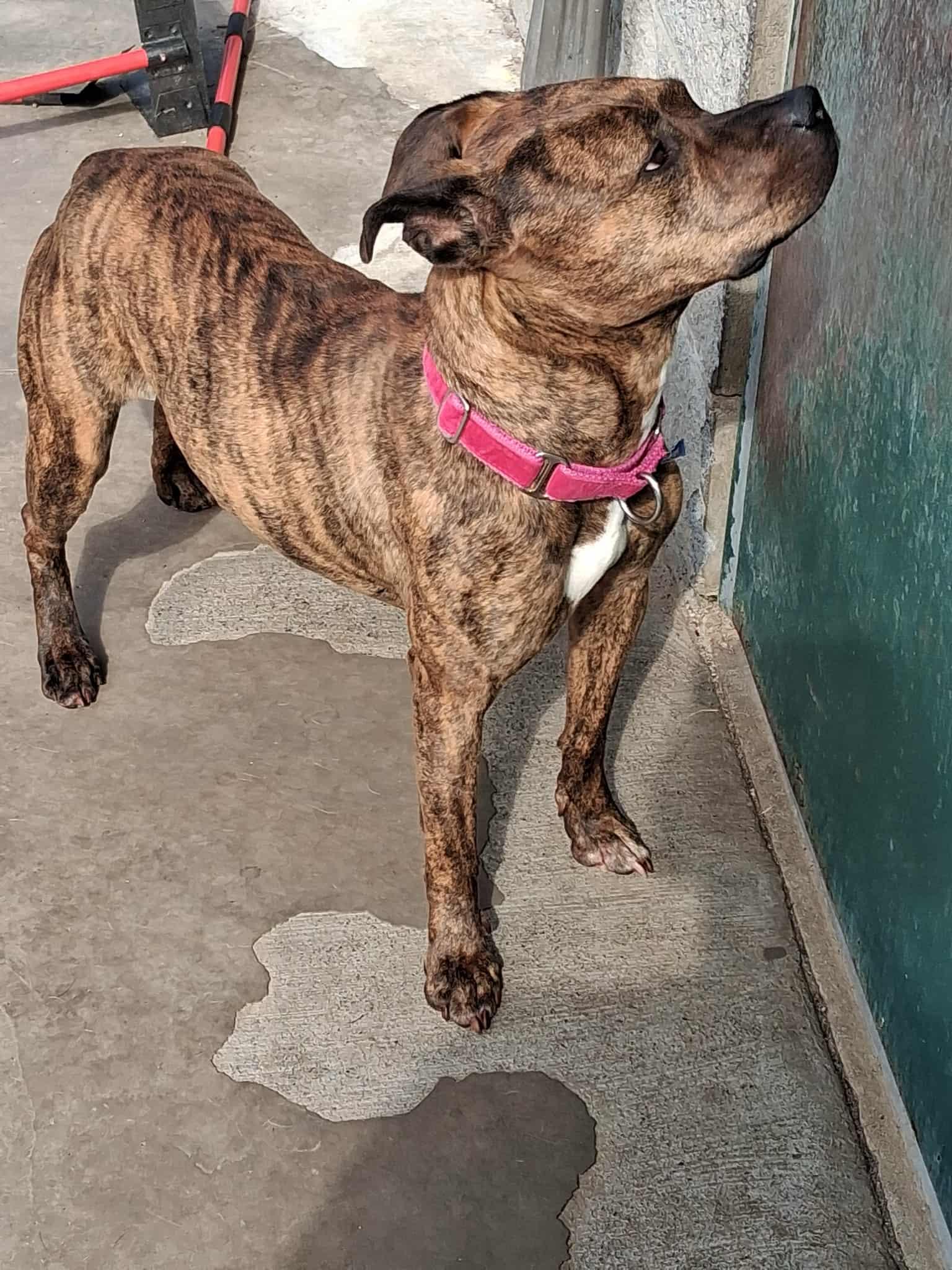 Enlarge Flower, a Adoptable Mixed Breed in Berryville, VA image 2/6