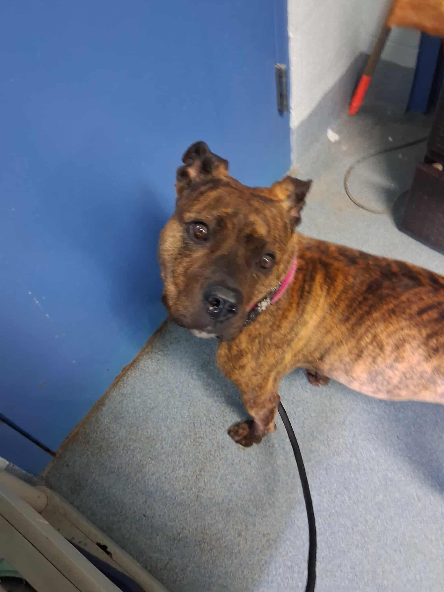 Enlarge Flower, a Adoptable Mixed Breed in Berryville, VA image 5/6