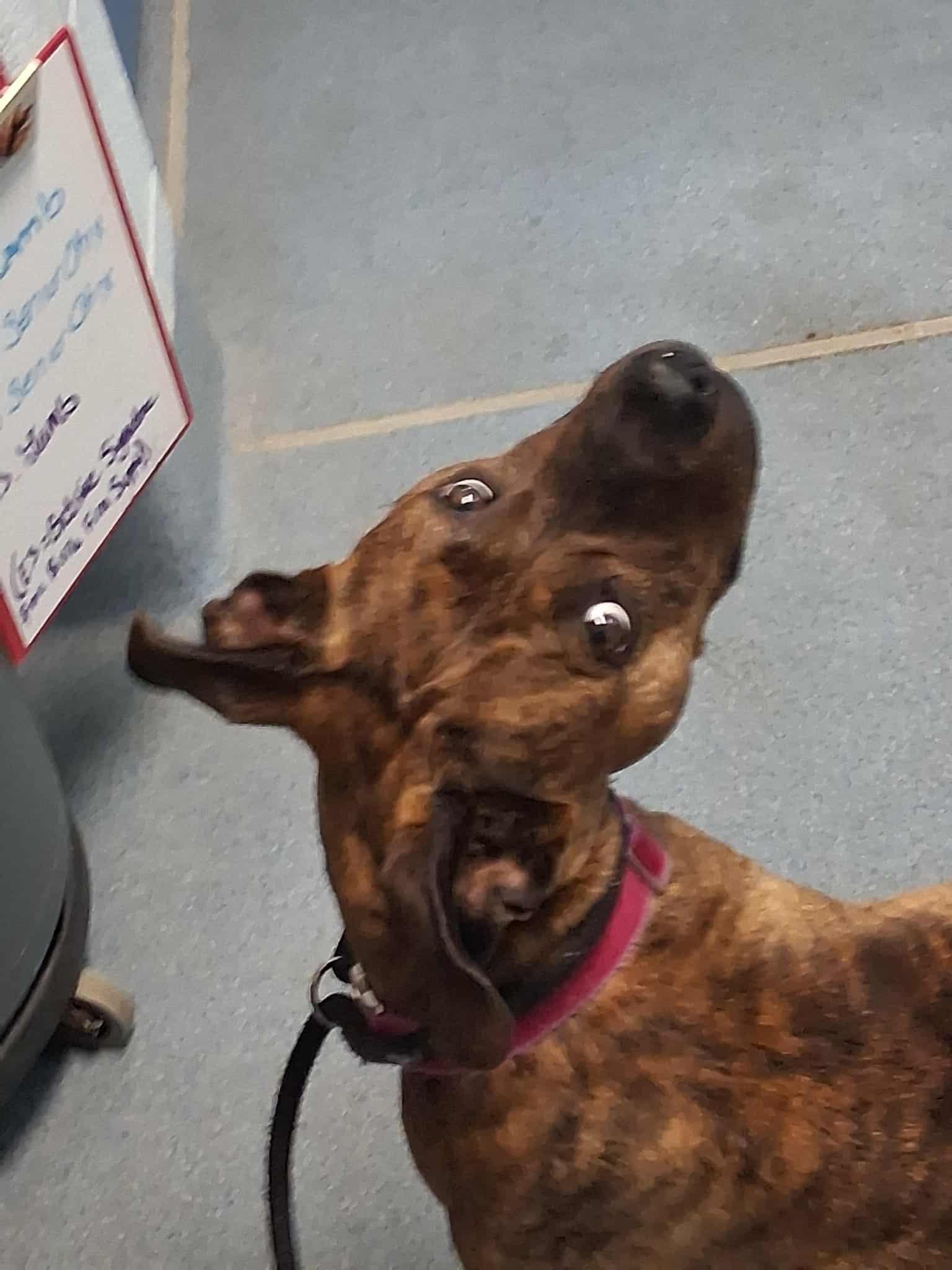 Enlarge Flower, a Adoptable Mixed Breed in Berryville, VA image 4/6