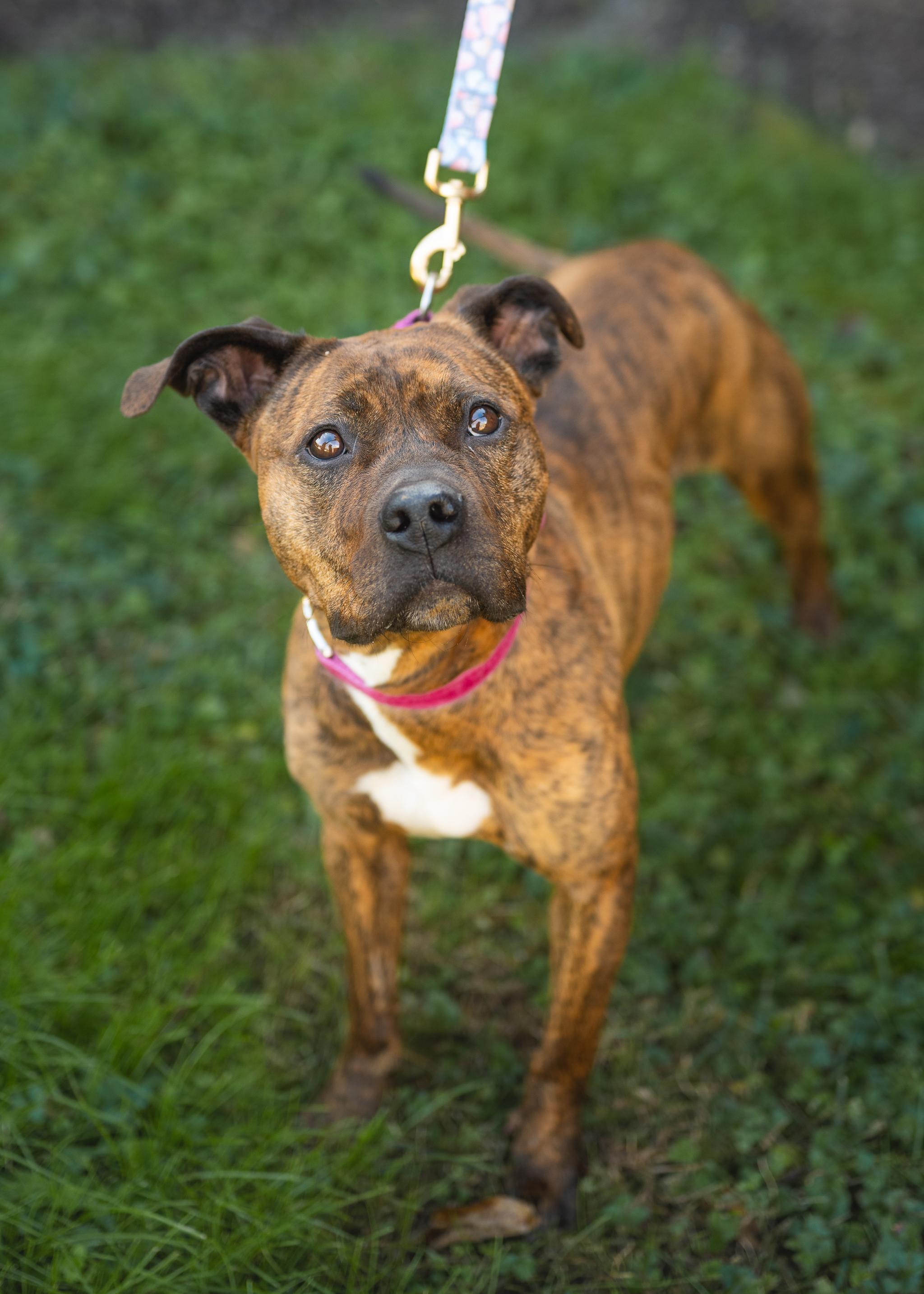 Flower, Adoptable, Adult Female Mixed Breed.