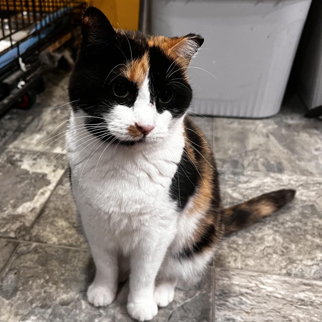 Trinity, Adoptable, Senior Female Domestic Short Hair.