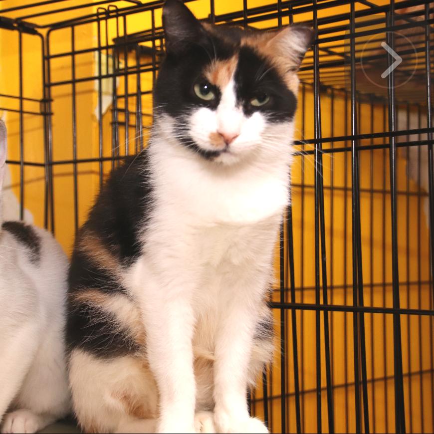 Trinity, Adoptable, Adult Female Domestic Short Hair.