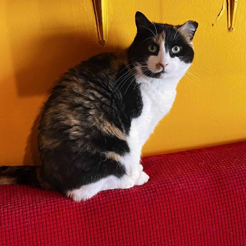 Trinity, a Adoptable Domestic Short Hair in Howard beach, NY image 3/4