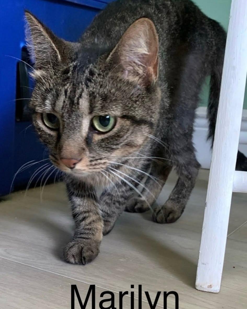 Marilyn, Adoptable, Adult Female Domestic Short Hair.