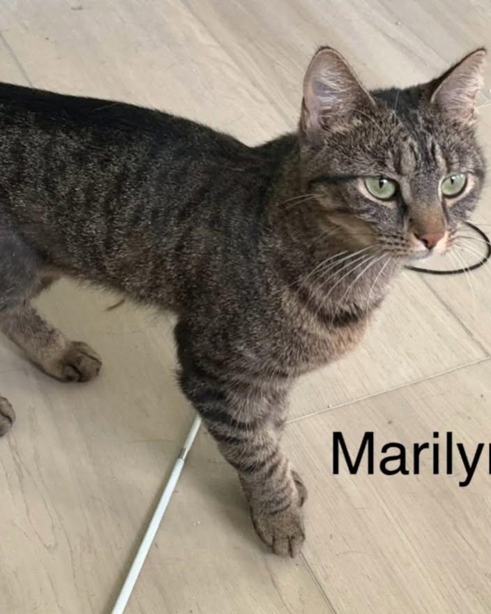 Enlarge Marilyn, a Adoptable Domestic Short Hair in Largo, FL image 2/2
